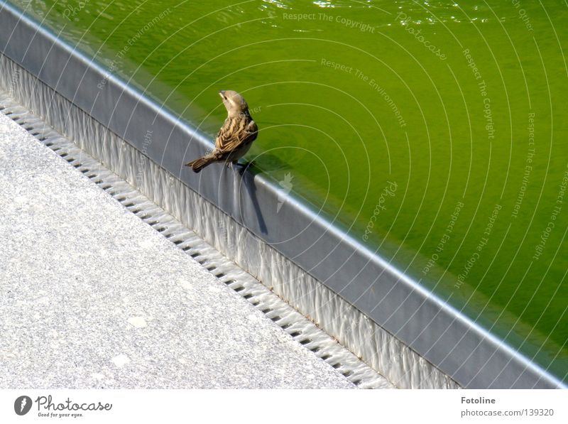 In Dresden, a little sparrow sits on the edge of the fountain and considers whether he wants to drink or not Iron Concrete Well Beak Drainage birds Sparrow