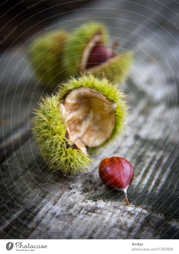 chestnuts Fruit Sweet chestnut Tree fruit Nutrition Autumn Wild plant Seed Chestnut Wood Esthetic Delicious Natural Positive Thorny Brown Yellow Gray Calm