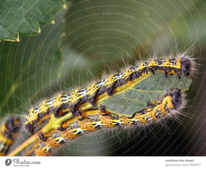 caterpillar Environment Nature Plant Leaf Animal Caterpillar 2 Eating Yellow Insect Hair Legs Cute Disgust To feed Colour photo Exterior shot Close-up Deserted