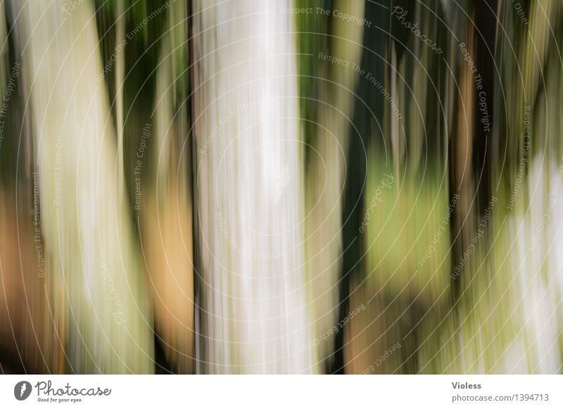 How to get into the forest.................................................. Forest Tree trunk Blur Abstract Green Deciduous tree