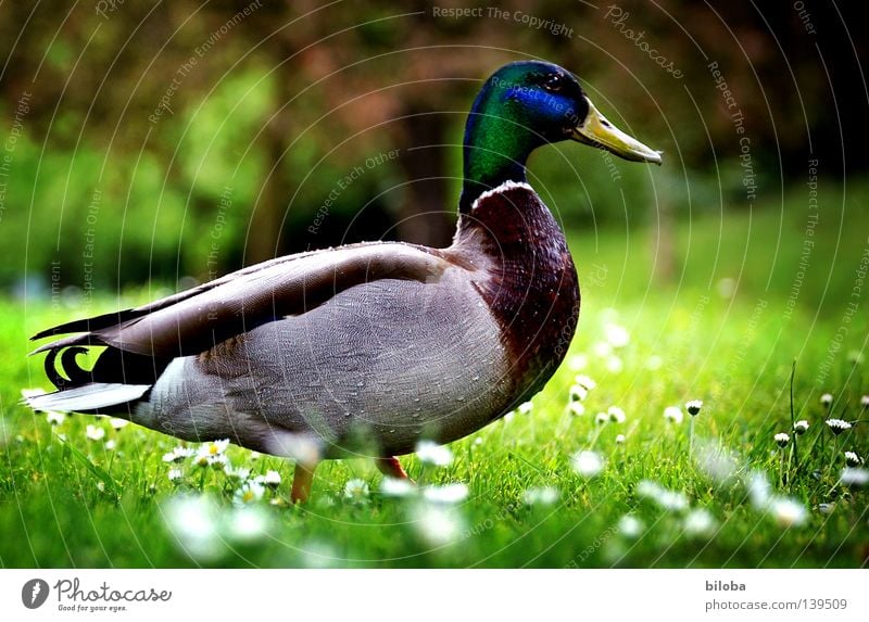 duck march Drake Bird Waddle Feather Meadow Spring Spring flower Green Juicy Flower Daisy White Emotions Duck waterfowl Americas Pride Multicoloured