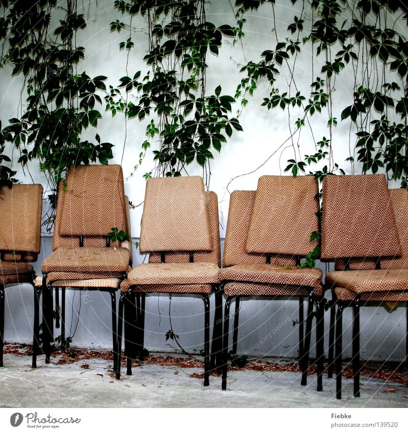 box seats Chair Stage Wall (building) White Old Creeper Plant Leaf Green Bolster Yellowed Bleached Day Furniture Vine Virginia Creeper Beige Stack Shows