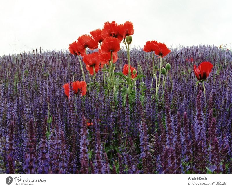 Poppy&S sage Plant Sage Red Play of colours Potsdam Blossom Dead-nettle Labiate Corn poppy Colour floral art Nature Landscape Blue natural-coloured Buga flower