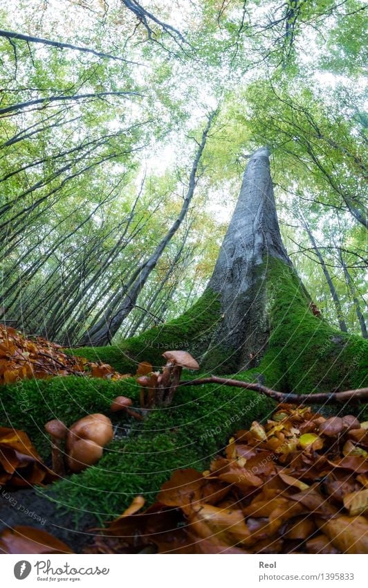 tree worlds Nature Landscape Elements Earth Summer Autumn Plant Tree Leaf Foliage plant Wild plant Beech tree Moss Mushroom Woodground Leaf canopy Treetop