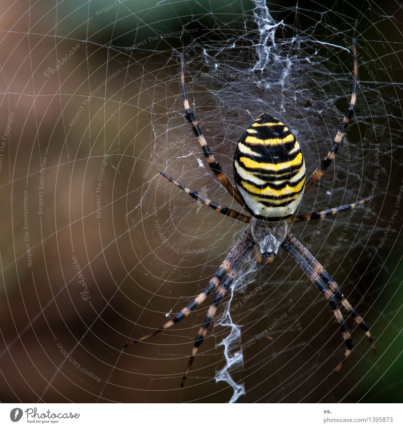 I think I'm crazy. Landscape Animal Air Grass Bushes Meadow Field Forest Wild animal Spider Black-and-yellow argiope 1 Build To feed Disgust Natural Yellow