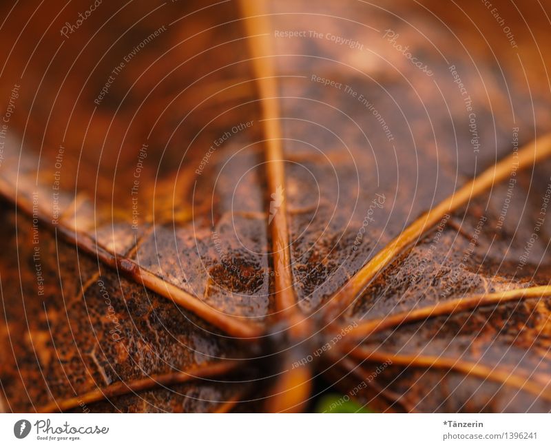 autumn leaf Nature Plant Water Autumn Bad weather Rain Leaf Wet Natural Brown Colour photo Subdued colour Exterior shot Macro (Extreme close-up) Deserted Day