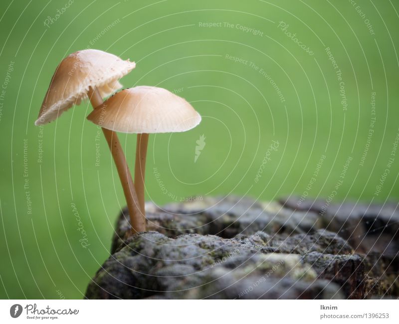lonely love Nature Plant Autumn Mushroom forest mushroom Love Wet Green Loyalty Environment Autumnal mushroom world Small Together Embrace Tree fungus