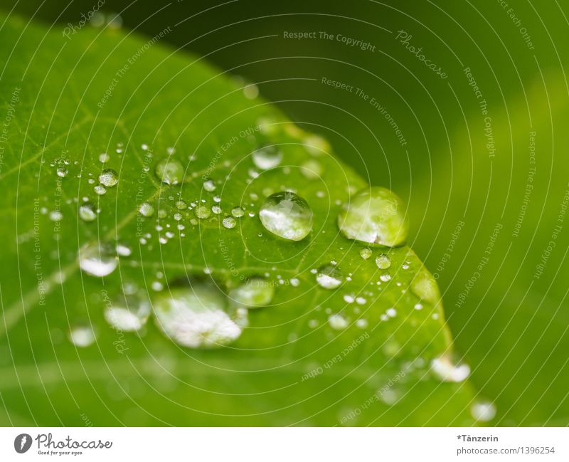 water supply Nature Plant Drops of water Autumn Bad weather Rain Flower Leaf Fresh Wet Natural Beautiful Green Colour photo Subdued colour Exterior shot