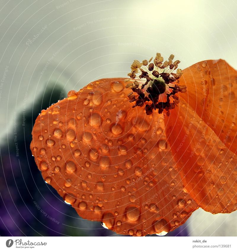 decay Decline Poppy Blossom Wet Red Flower Rain Grief Stalk Delicate Vulnerable Derelict Distress Drops of water Walking To fall fall apart Orange