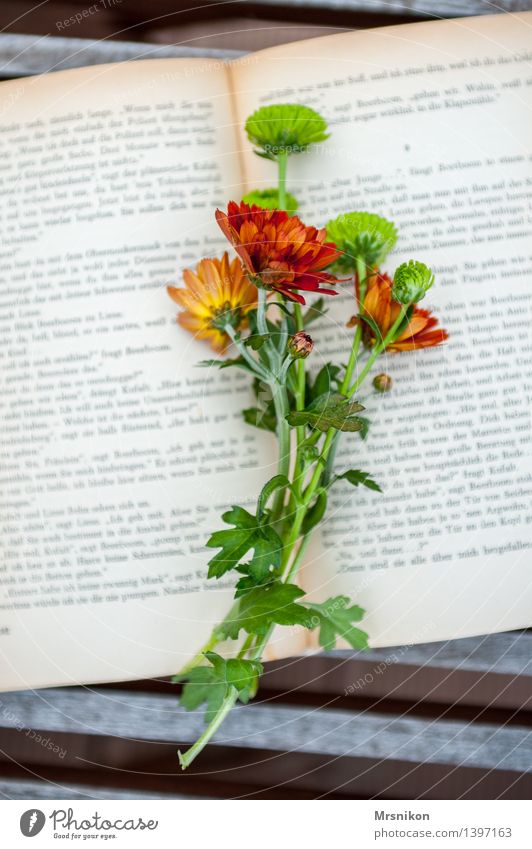 asters Media Print media Book Reading Study Embellish Page Aster Leisure and hobbies To leaf (through a book) Bookworm Bookmark Relaxation Thought Colour photo