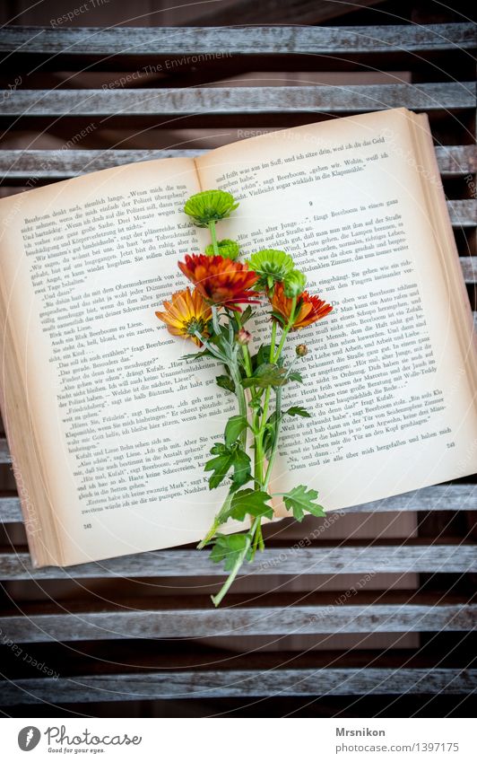 reading Print media Book Reading Study Page Reading matter Leisure and hobbies Aster Bouquet Flower Embellish Autumnal Relaxation Think Colour photo