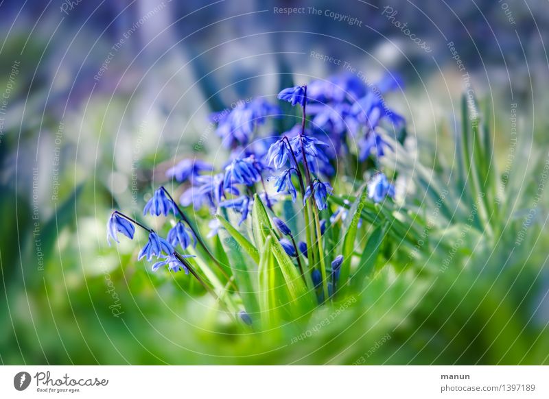 scilla Healthy Health care Medication Nature Spring Plant Flower Blossom Agricultural crop Wild plant blue star Spring flower Garden Meadow Natural Blue Green