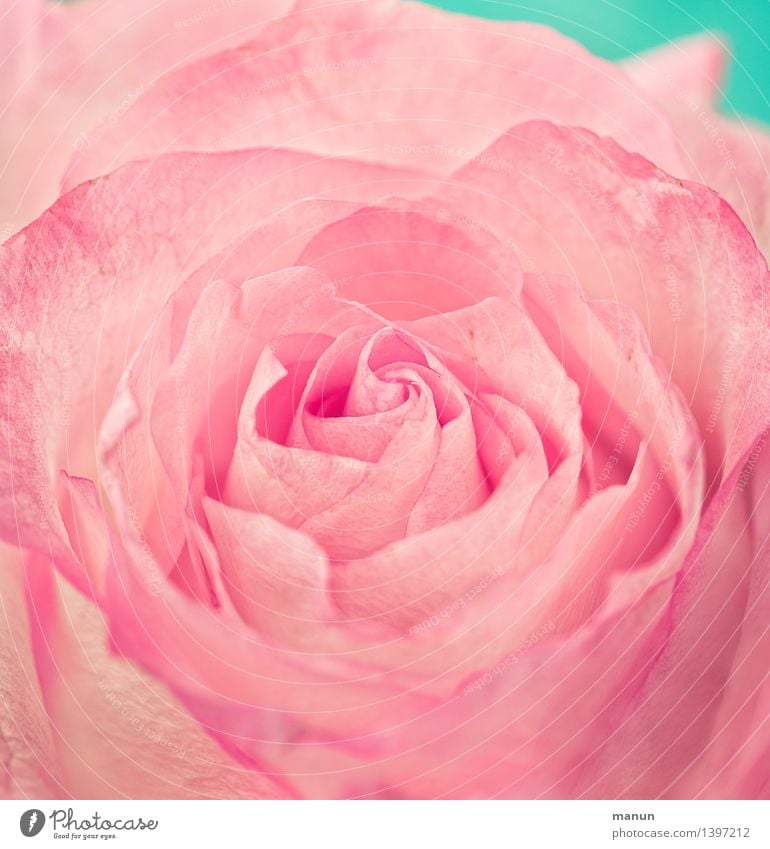 Pink Rose Elegant Beautiful Fragrance Nature Flower Blossom Positive Delicate Colour photo Close-up Detail Deserted