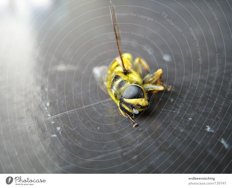 R.I.P. Wasps Insect Window Light Animal Nuisance Summer Beautiful Gourmet Pierce Yellow Black Compound eye Annoy Death Past Recently Macro (Extreme close-up)