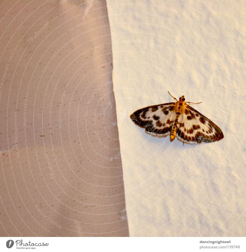 uninvited visitor. Insect Butterfly Flat (apartment) Room Summer Wall (building) Visitor Interior shot Animal Pattern Evening Light Bright Feeler Wing Fragile