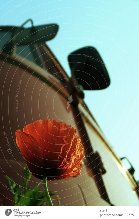 red on red Plant Flower Blossom Poppy Red Redness Growth Things Vehicle Driver's cab Nature Old Blossoming Exterior shot