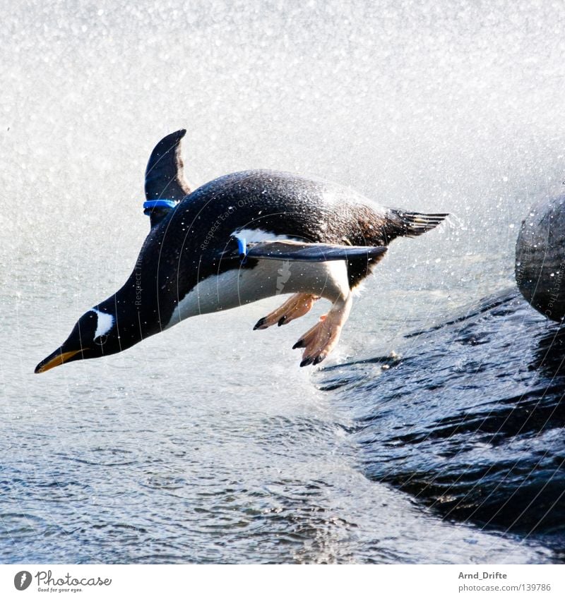 100 made! - I think I'm taking off! Animal White crest Hop Coast Ocean Penguin Jump Bird Waves Zoo Winter Water Stone