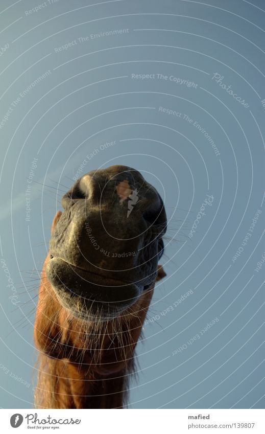 speed Horse Nostrils Lips Whisker Soft Breathe Curiosity Friendliness Red Brown Gray Worm's-eye view Back-light Mammal Muzzle Odor Contact Blue Sky