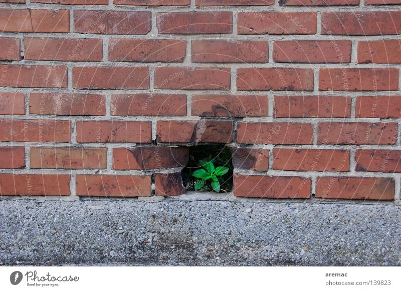 breakthrough Wall (building) Wall (barrier) Brick Red Plant Leaf Light Derelict Success Freedom Hollow