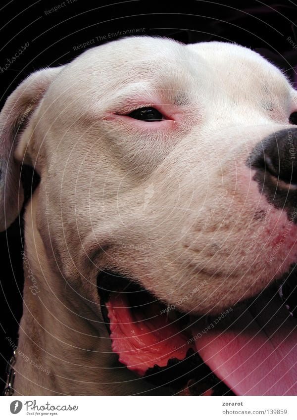 bulldog Dog Mastiff Pink Close-up White Cuddly toy Argentine Dogo Mammal Macro (Extreme close-up)