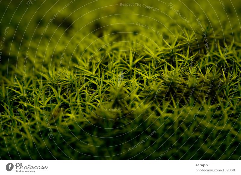 Moss Plant Green Delicate Pattern Background picture Encalypta Ground cover plant Spore Environment Environmental protection Symbiosis Photomicrograph Small