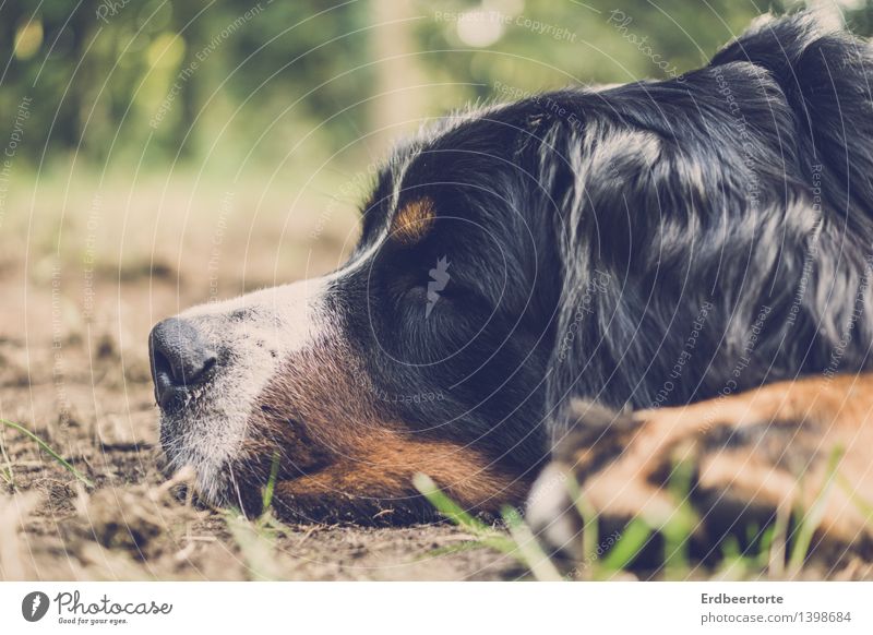 flat Animal Pet Dog 1 Relaxation Sleep Dream Cuddly Soft Indifferent Comfortable Contentment Bernese Mountain Dog Pelt tired Colour photo Subdued colour