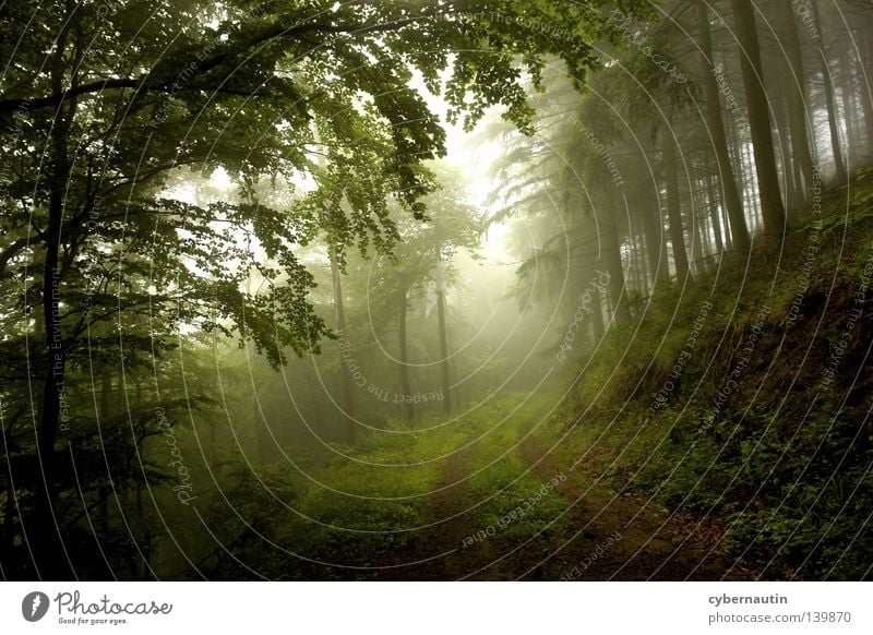 forest path Forest Tree Fog Drizzle Green Lanes & trails Weather Nature Hunting