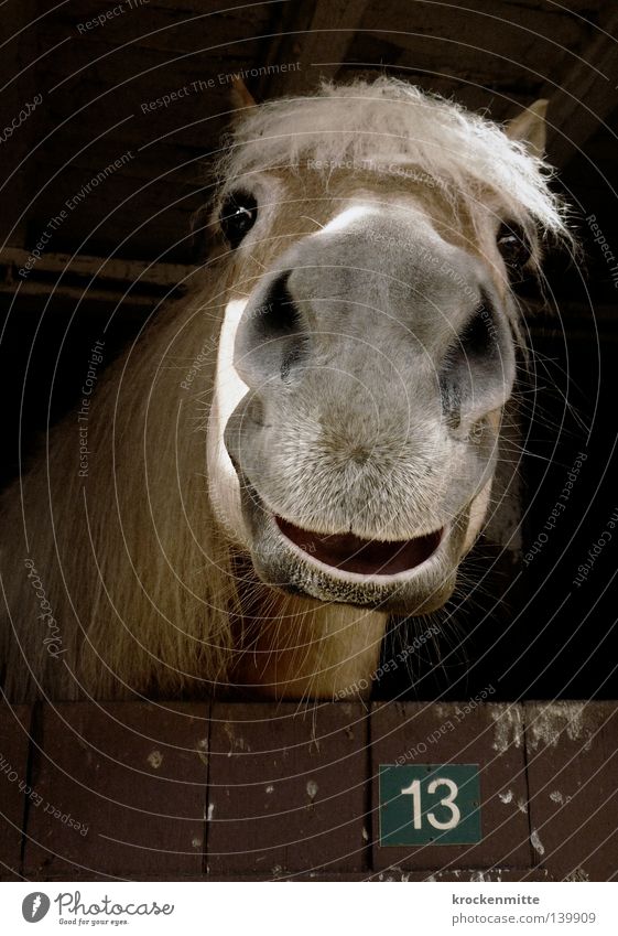 Happy 13 Animal Horse Barn Digits and numbers Wood Mane Farm Looking Happiness Equestrian sports Unlucky number Joy Mammal Numbers and numbers Laughter stables