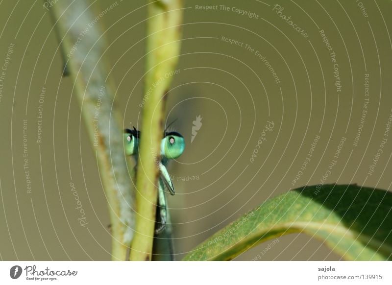 game of hide-and-seek Animal Leaf Thin Green Small dragonfly Dragonfly Compound eye Eyes Legs Damselfly Europe Head Frontal Insect Stalk Hide Behind