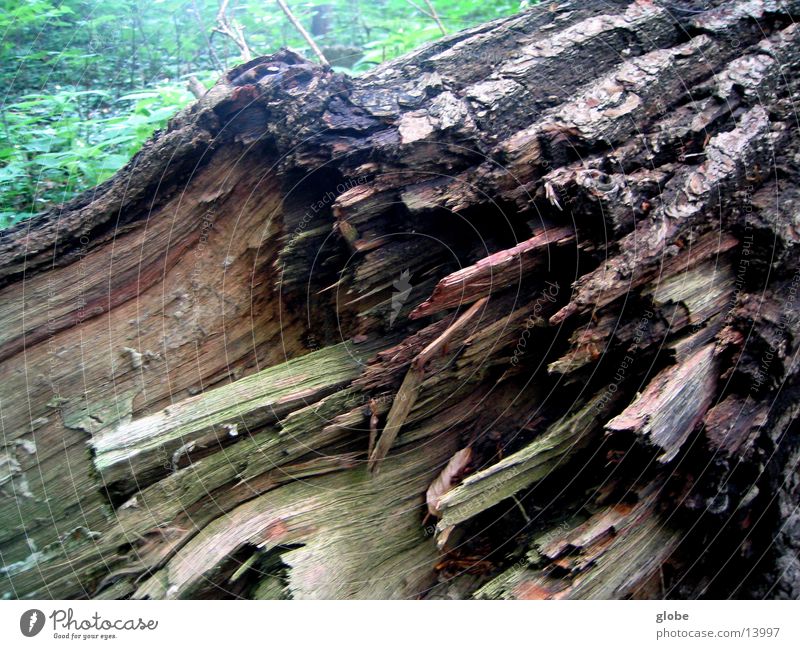 tree stump Tree stump Wood Forest Splinter Tree bark