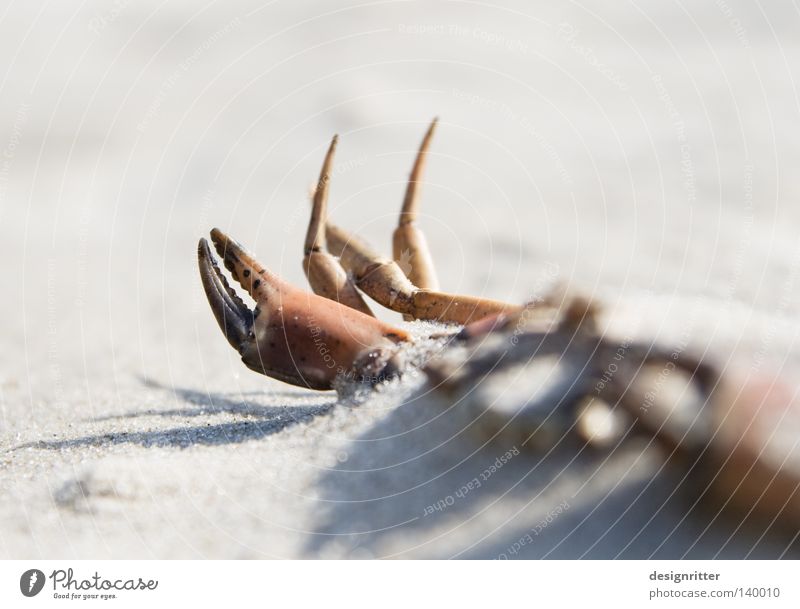 windswept Shellfish Shrimp Claw Pair of pliers Legs Ocean Lake Beach Sand Find Discovery Flotsam and jetsam Death The Grim Reaper Life Collection Animal Seafood