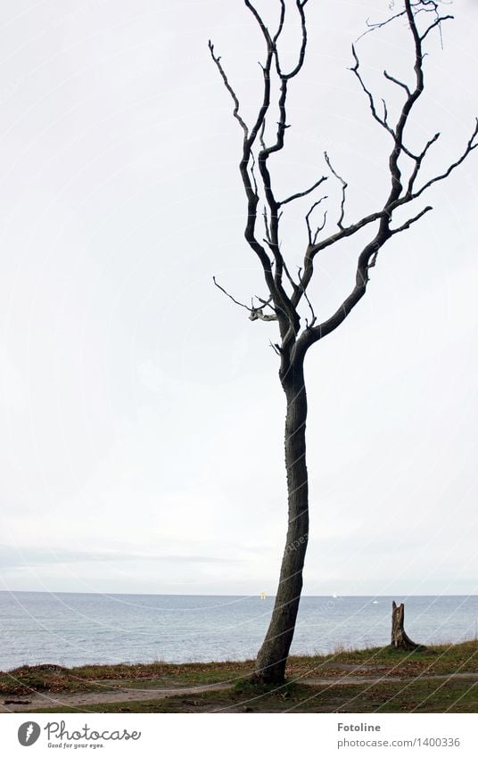 Solo for a tree Environment Nature Landscape Plant Elements Earth Sand Sky Clouds Autumn Tree Coast Baltic Sea Ocean Natural Ghost forest Spooky Nienhagen