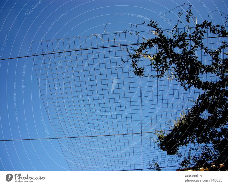 growth Sky Blue Sky blue Grating Tendril Security of supply Hedge Plant Sleeping Beauty Summer Border Cage Bird's cage Partition Detail rank assistance Net Grid