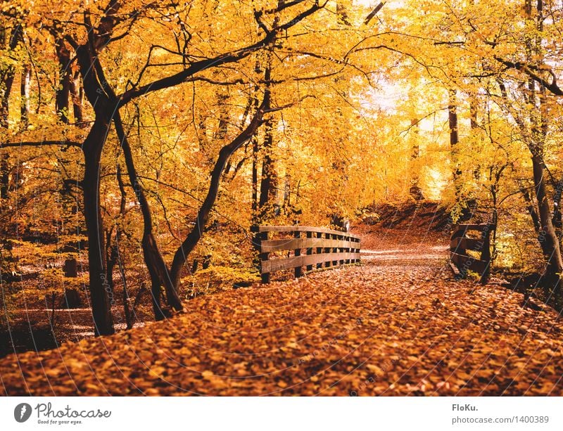 Autumn in the forest Environment Nature Landscape Beautiful weather Tree Leaf Forest Traffic infrastructure Lanes & trails Bridge Natural Warmth Yellow Gold