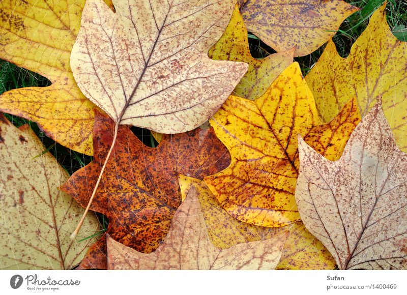 Autumn info Environment Plant Leaf tulip tree Park Pixel To fall To dry up Dry Under Brown Multicoloured Yellow Gold Gray Violet Orange Beautiful Calm Nature