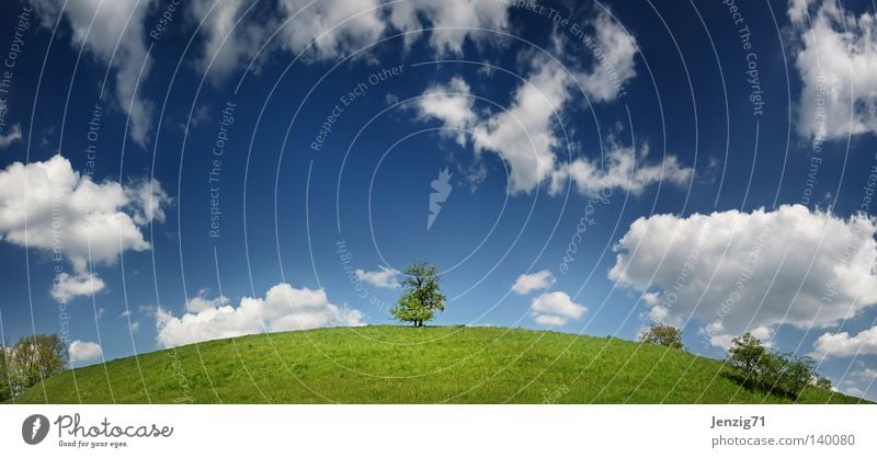 The earth is round. Sky Clouds Meadow Grass Tree Nature Earth Globe Summer Panorama (View) Large Panorama (Format)