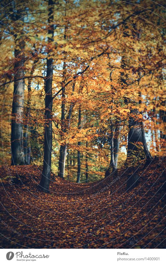 forest path Environment Nature Landscape Plant Earth Autumn Tree Leaf Forest Lanes & trails Natural Yellow Orange Autumnal Autumnal colours Automn wood