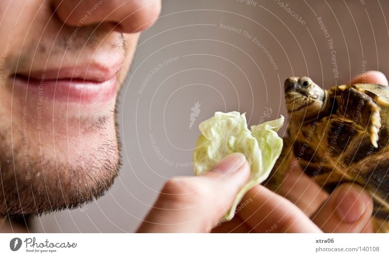 the turtle Turtle Feeding Nutrition Lettuce Salad leaf Mouth Head Nose Chin Hand Fingers hands turtles Eating