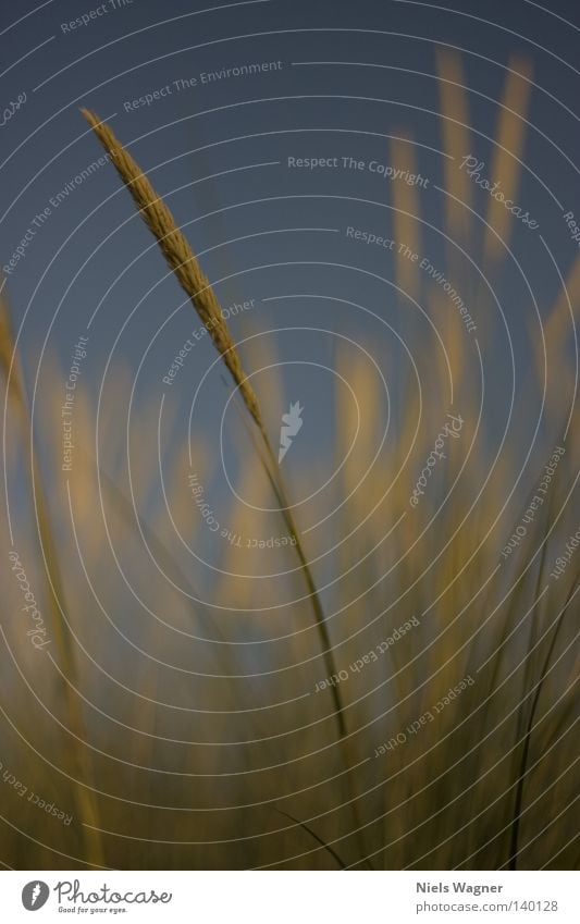 sway in the wind Ocean Blade of grass Summer Blur Stalk Schönberg Beach Plant Wind Blue Floor covering