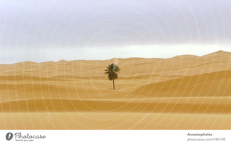 Palm tree in desert Desert Sandstorm Loneliness Libya Tree Dune Sahara Love of nature Africa sandy desert Miracle of Nature