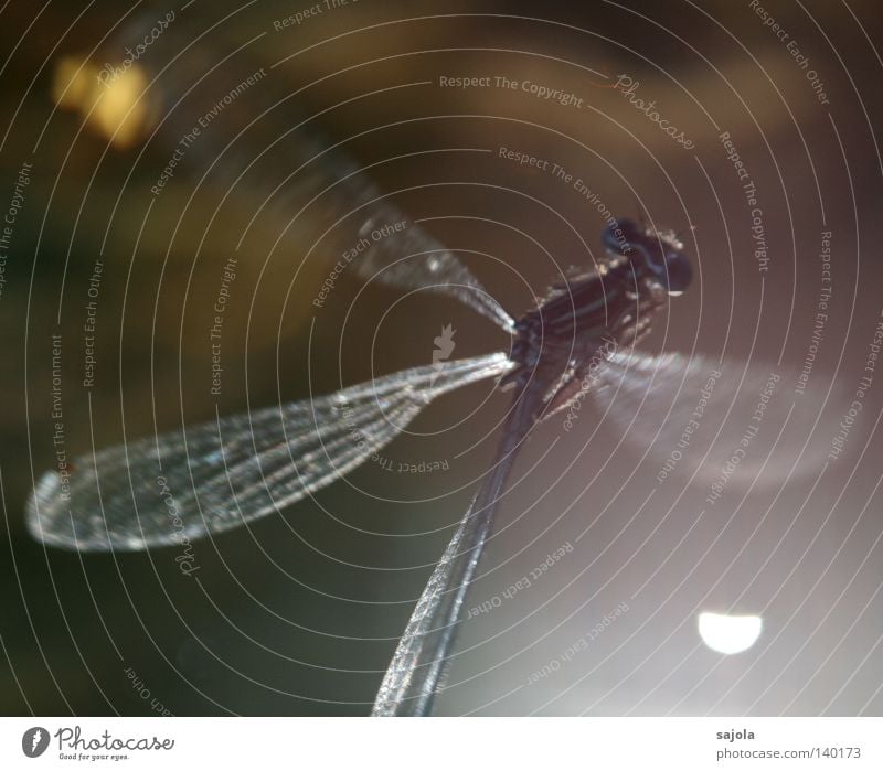 Veilful Animal Water Wing Thin Green Unclear Lighting Delicate Fine Small dragonfly Dragonfly Compound eye Eyes Legs Damselfly Europe Head Insect