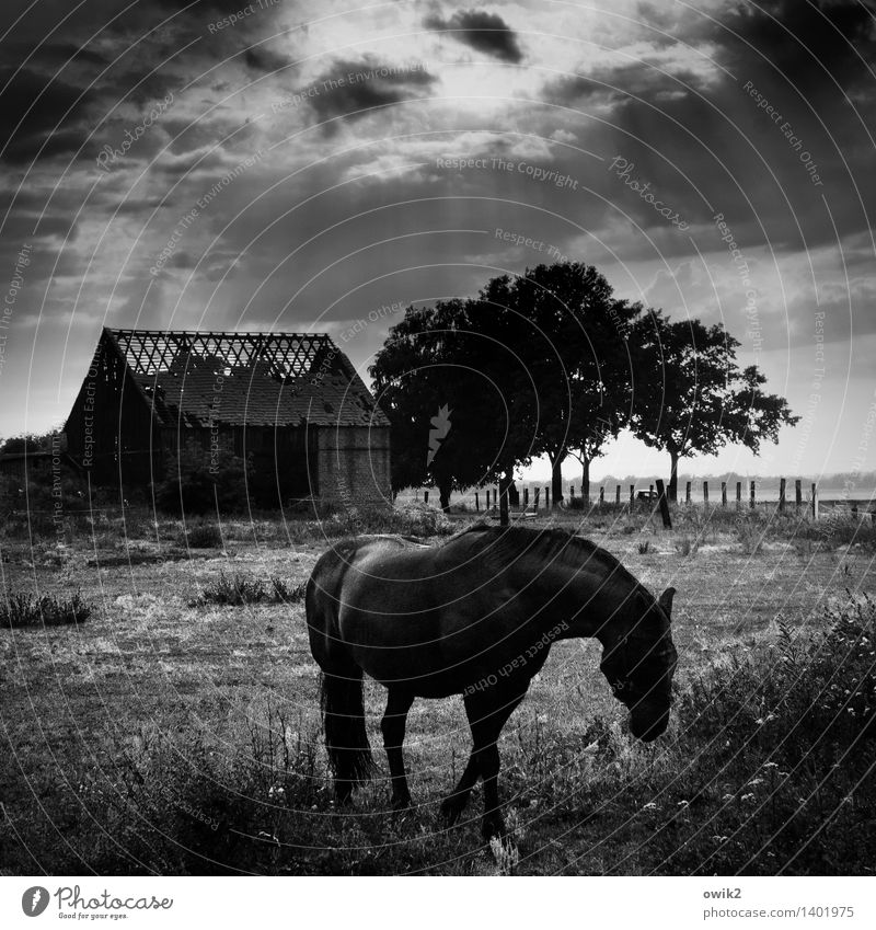 dinner Environment Nature Landscape Animal Sky Clouds Horizon Weather Beautiful weather Tree Grass Bushes Pasture Ruin Horse 1 To feed Dark Natural Curiosity