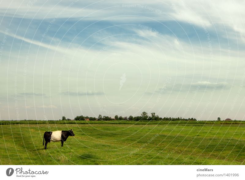 lonely individual Landscape Sky Clouds Summer Beautiful weather Grass Meadow Farm animal Cow Bullock 1 Animal Blossoming Think To feed Feeding To enjoy Stand