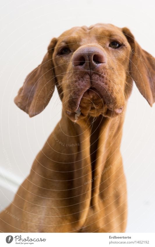 from above Animal Pet Dog Animal face Hound Magyar Vizsla 1 Observe Wait Funny Cute Brown Love of animals Watchfulness Caution Patient Calm Self Control