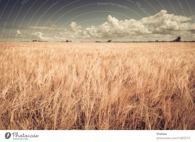 A touch of summer Summer Grain Field Clouds Agra