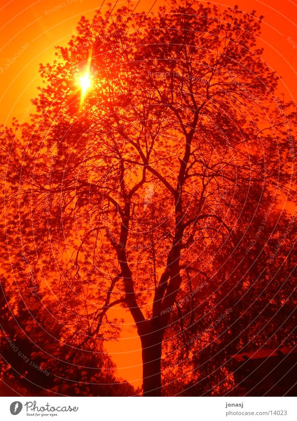 Sunset Tree Red Branchage Summer Nature Filter Sky