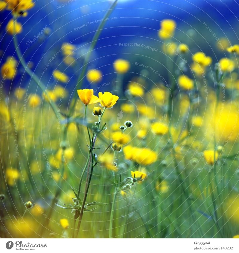 little flowers Plant Flower Meadow Blue Yellow Stalk Blossom Earth Insect Bud Leaf bud Blossoming Summer Sky Grass