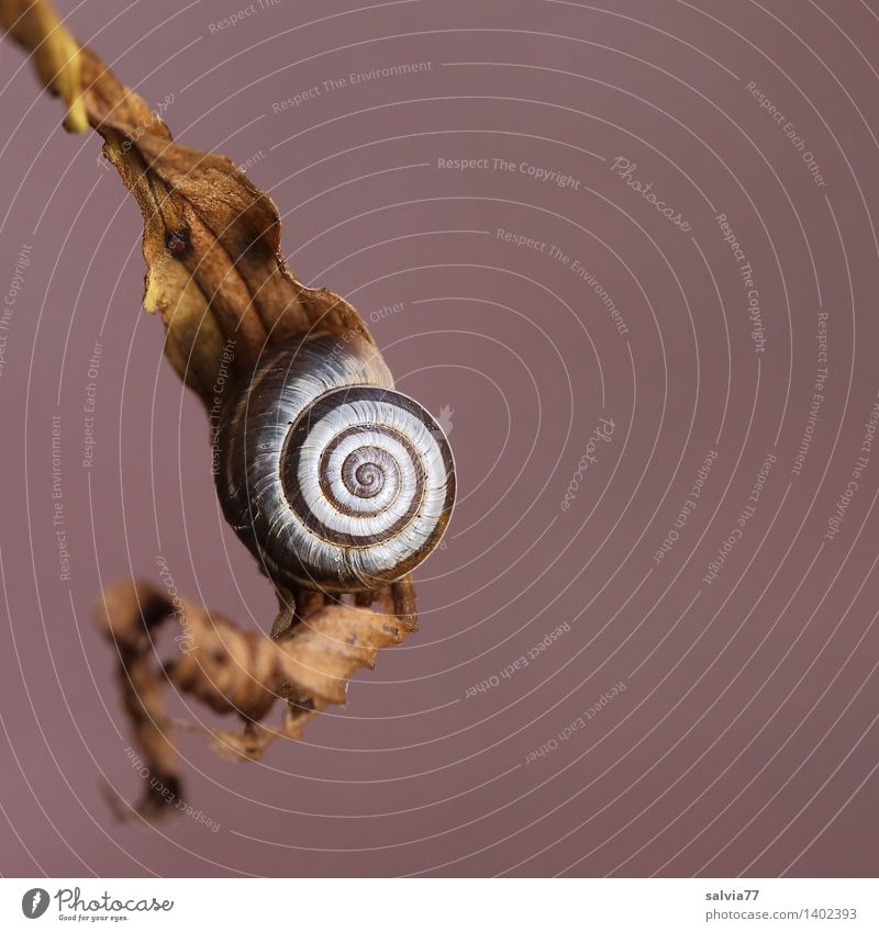 snail break Nature Animal Autumn Drought Leaf Wild animal Snail Snail shell 1 Relaxation Hang To dry up Small Round Brown White Safety Protection Calm