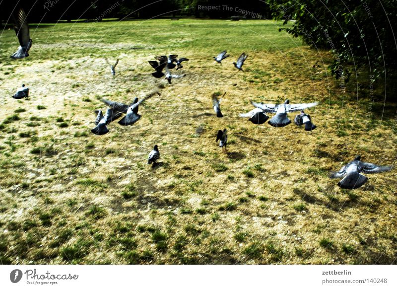 pigeons Pigeon Group Herd Flock of birds Flying Departure Beginning Escape Park Grass Meadow Bird Garden Summer