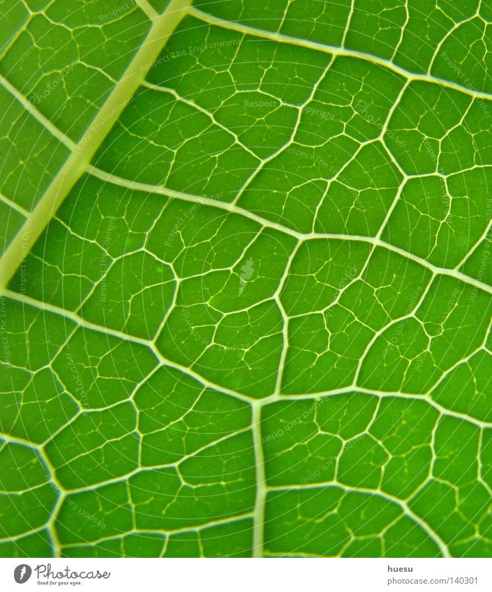 green leaf structure Leaf Leaf green Rachis Background picture Reticular Interlaced Network Green Section of image Macro (Extreme close-up) Detail
